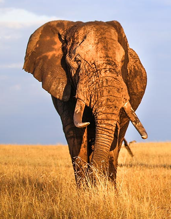 Murchison Falls Safari