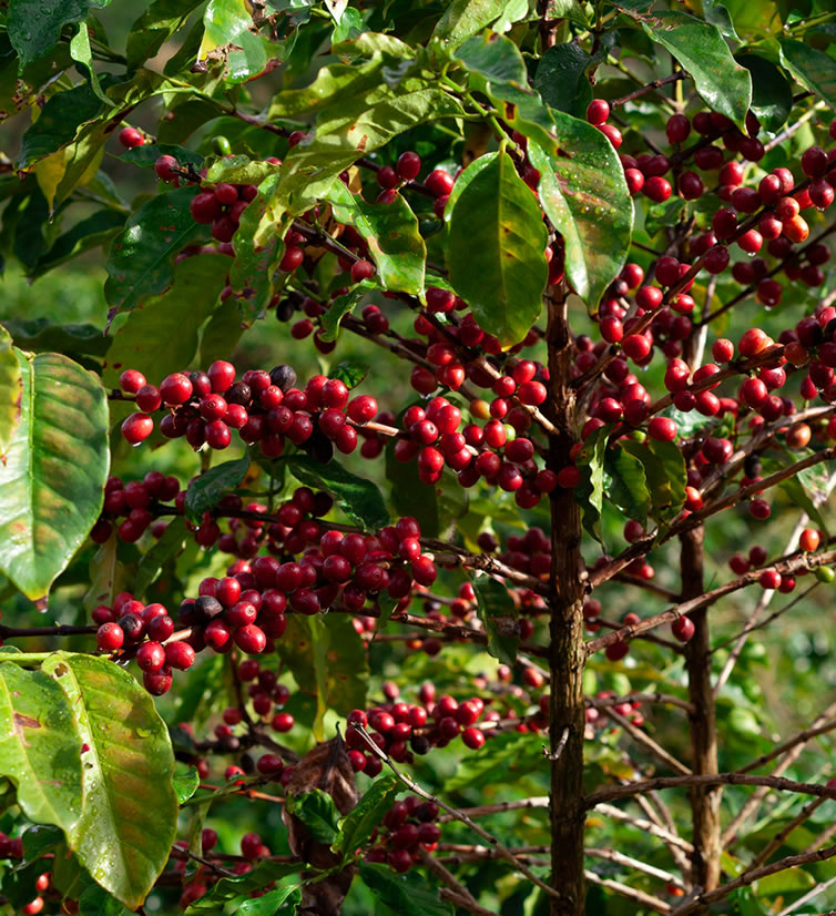 COFFEE-TRIPS 13 days Arabica Robusta Coffee Sourcing and Gorilla Safari