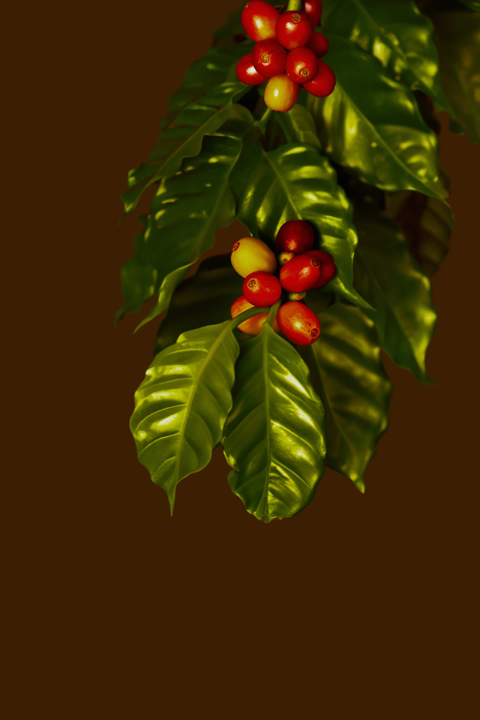 allec-gomes-6GzV9uNUDS8-unsplash 11 Day Uganda Arabica Coffee Origin and Gorilla Safari