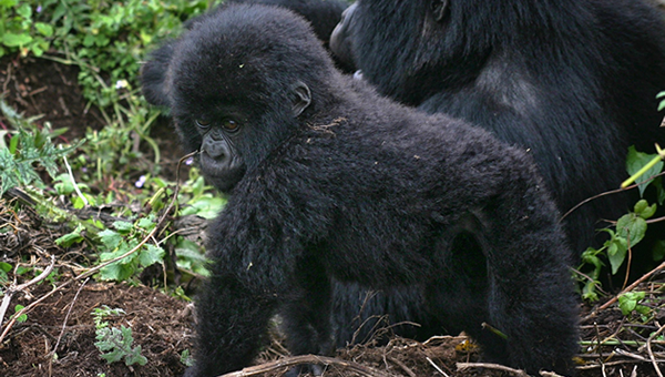 Baby Mountain Gorilla Bwindi Forest