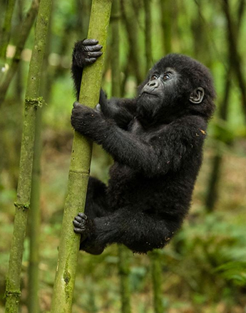 gorillas-bwindi-forest.fw_ 5 day queen elizabeth safari
