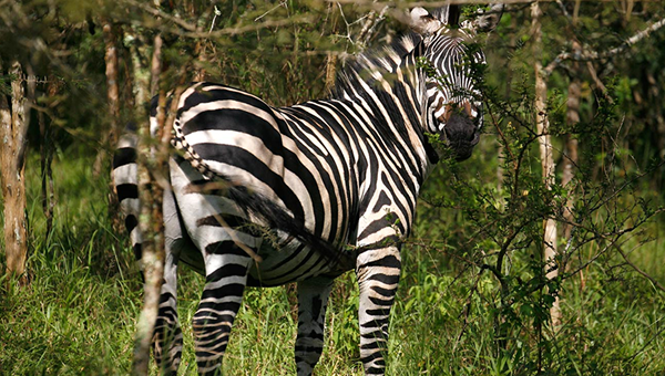 Uganda Safari Tour