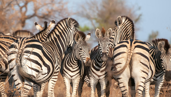 Tourism Uganda