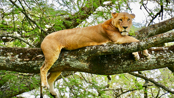 Tree Climbing Lions