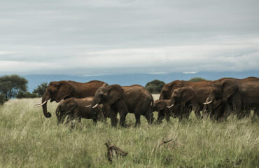 tarangire-national-park Tarangire national park