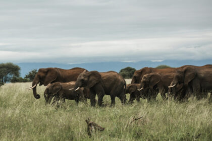 Tarangire national park