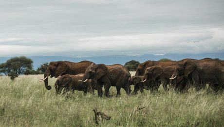 tarangire-national-park Tarangire national park