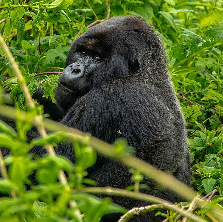 Should The Death Of Rafiki Spark a Shift In Uganda’s Wildlife Conservation Efforts? 1