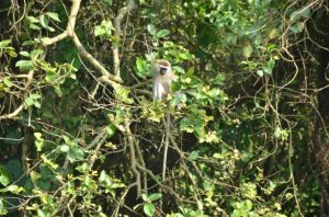 A Birding Expert And The Haunted Well! 15