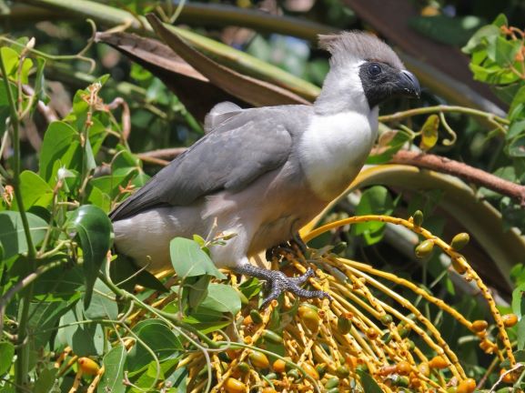 One Stone, Two birds, 3 Amazing weeks- Lake Mburo national park 62