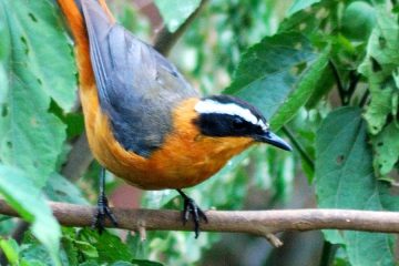 8 Day Uganda Birding Tour 29