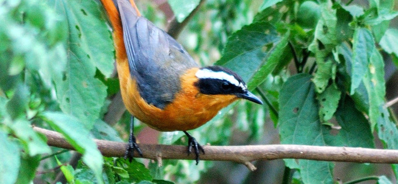 8 Day Uganda Birding Tour 1