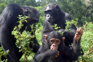 6 Day Primate Safari, Uganda 1