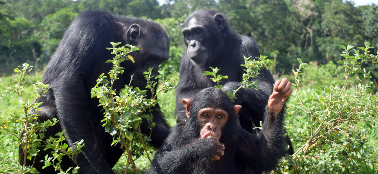 6 Day Primate Safari, Uganda 1