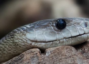 Uganda's Most Interesting Snakes 7