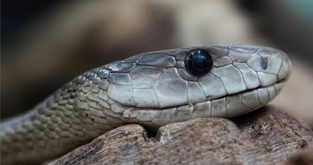 Uganda's Most Interesting Snakes 1