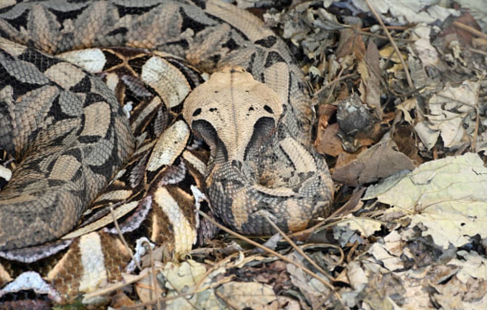 Uganda's Most Interesting Snakes 5