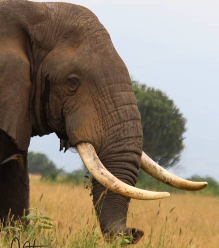 The Pride Of The Giant Tuskers- The African Elephant 1