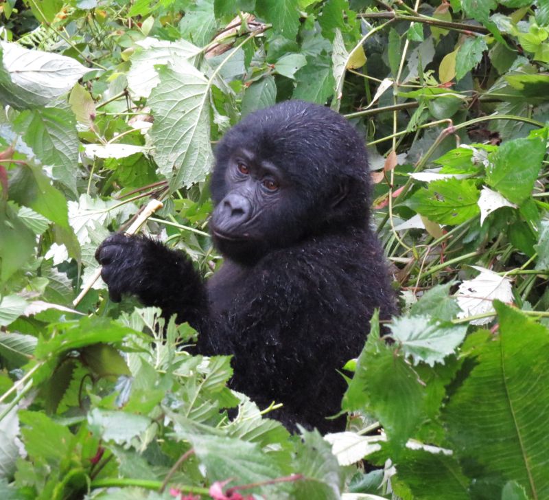 Exploring the Fascinating World of Mountain Gorillas in Uganda 1