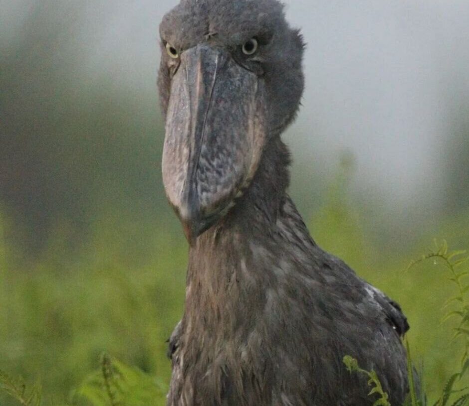 The Enigmatic Shoebill Stork: Fascinating Facts from Uganda 1