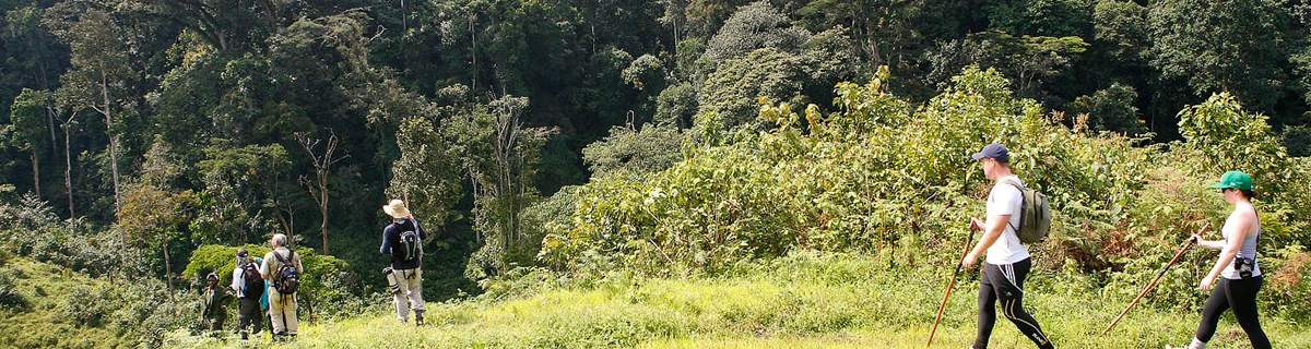 Gorilla Trekking Safari — Bwindi Forest