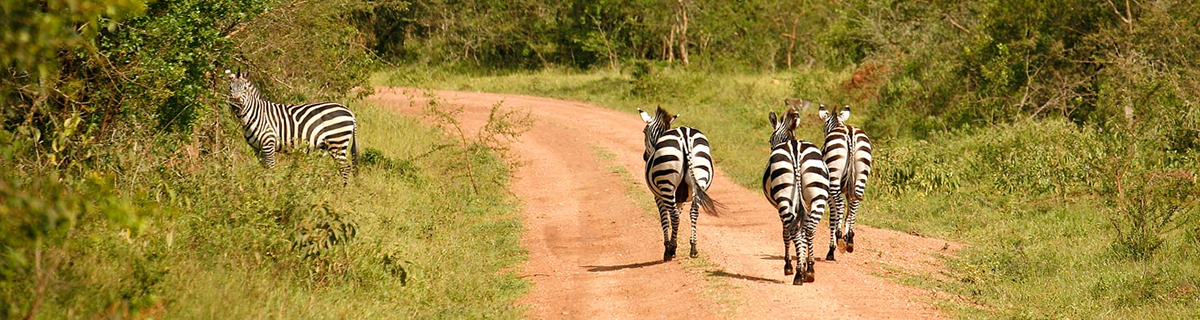 Quick Escape Wildlife Safari