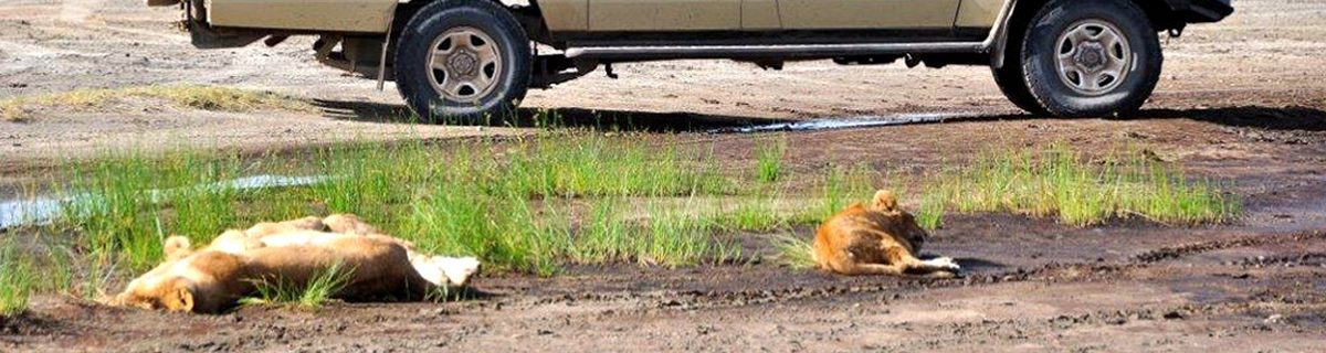Ultimate Uganda Wildlife Safari