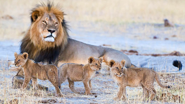Male lions Queen Elizabeth National Park