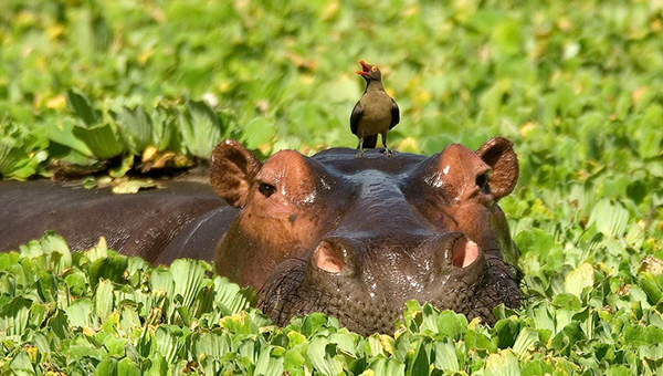 Hippopotami - red-billed ox-pecker