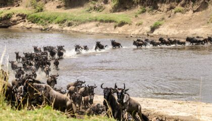 Masai Mara