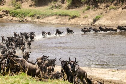 Masai Mara
