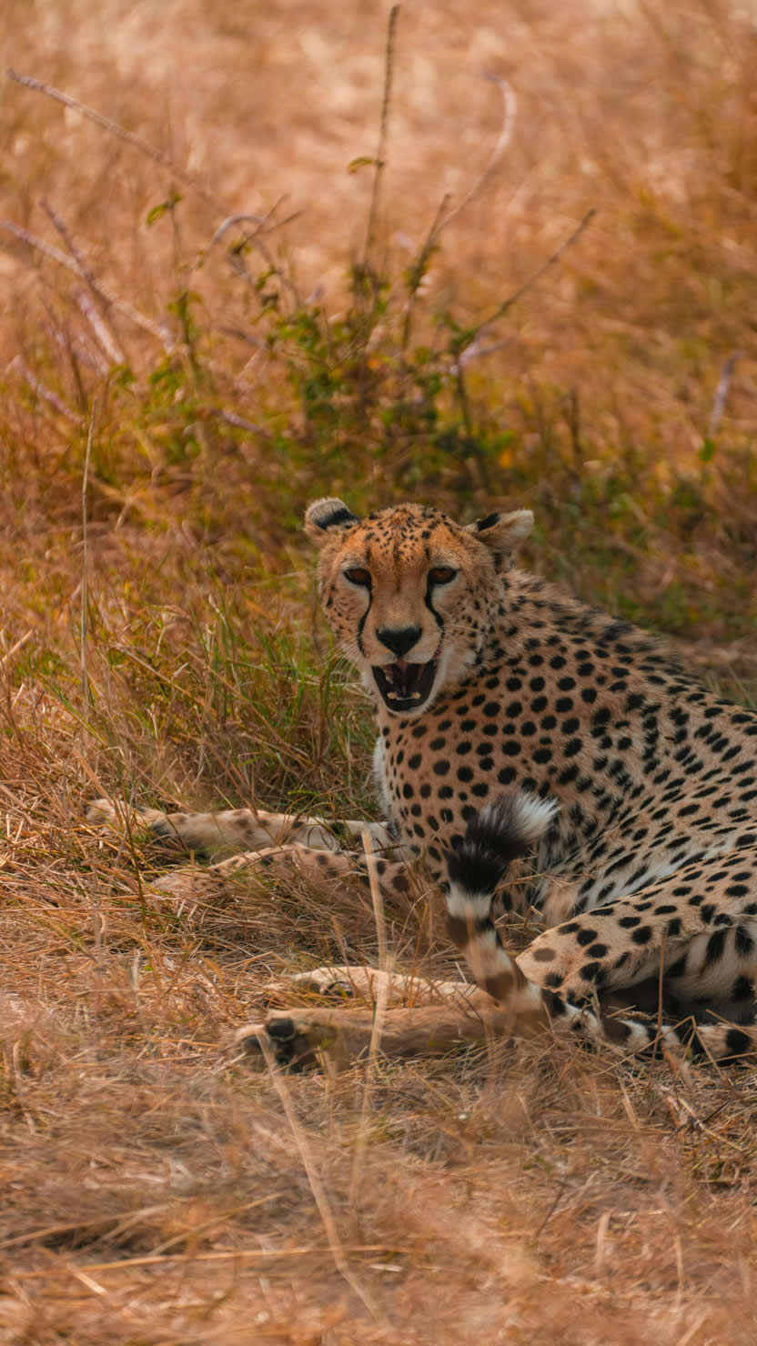 cheatah-pian-upe 4 days kidepo valley national park safari
