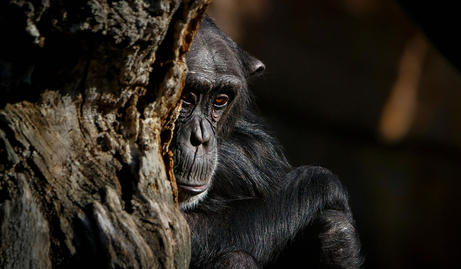 Luxury Uganda Safaris