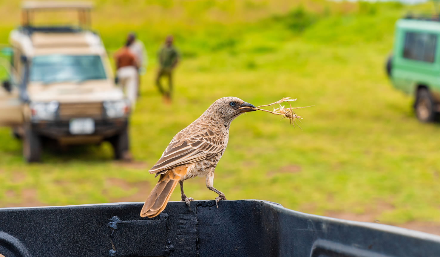 closeup-shot-beautiful-bird-sitting-pick-up