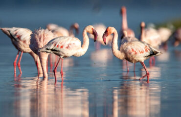 Lake nakuru