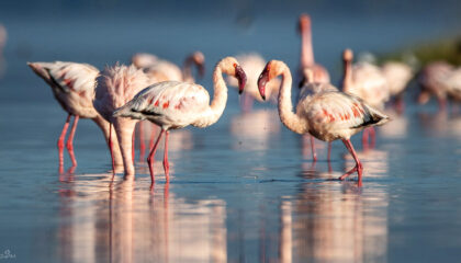 Lake nakuru