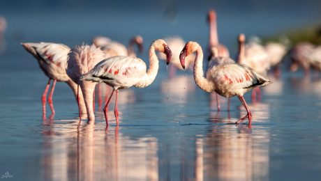 flamingo-nakuru Lake nakuru