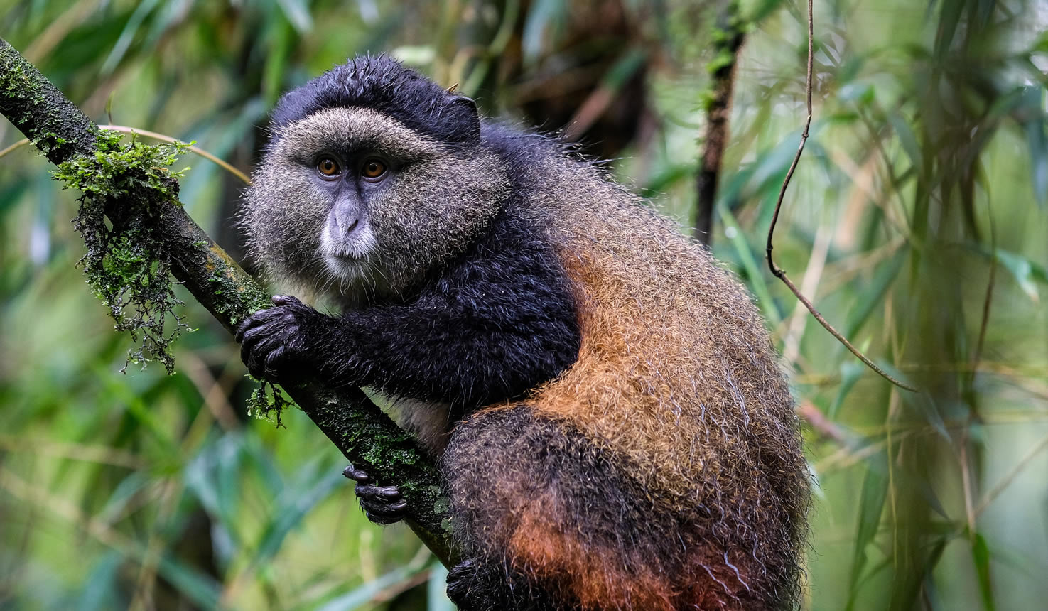 golden Golden Monkey