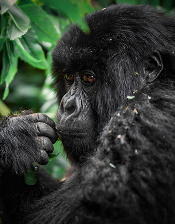 gorilla-bwindi-forest.fw_ gorilla tracking