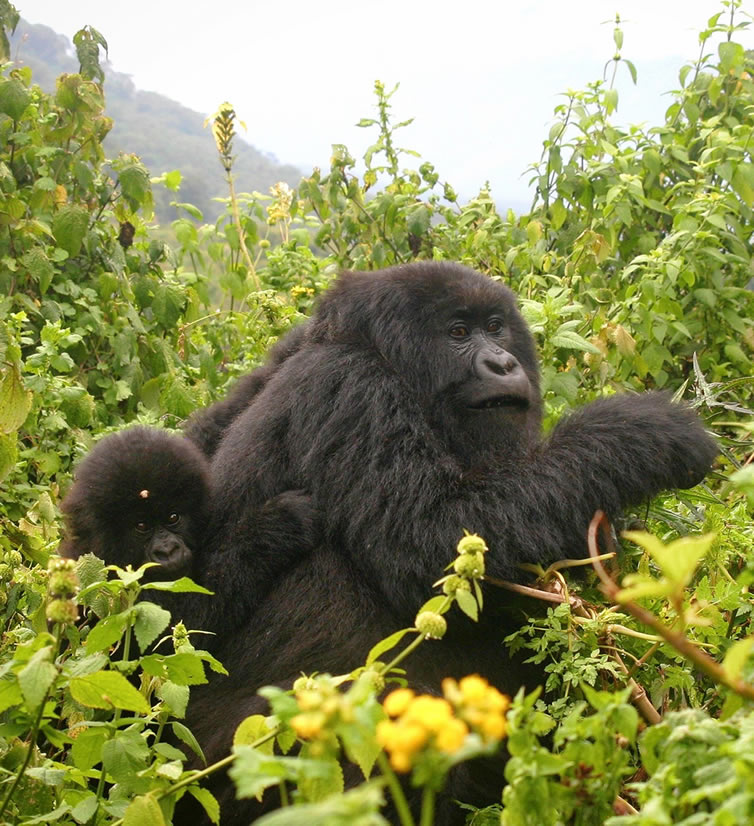 gorilla-tours Gorilla trekking Rwanda
