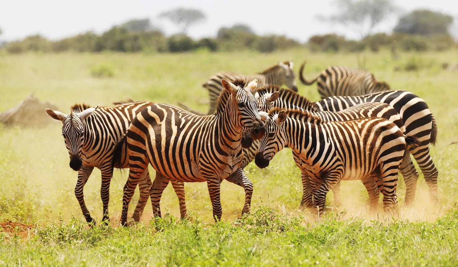 group-zebras-grazing-lake-mburo-national-park-uganda-africa