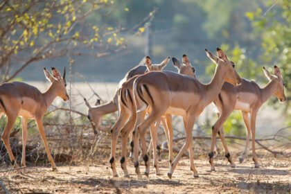 Akagera national Park