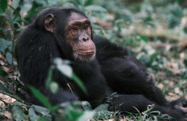 kyambura-gorge-chimpanzees kibale forest national park