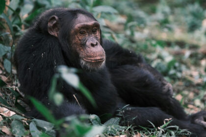 kibale forest national park