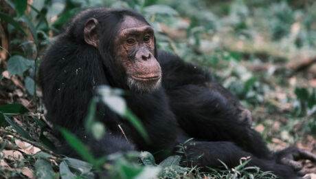 kyambura-gorge-chimpanzees kibale forest national park