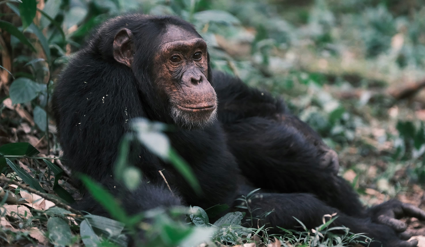 kibale forest national park