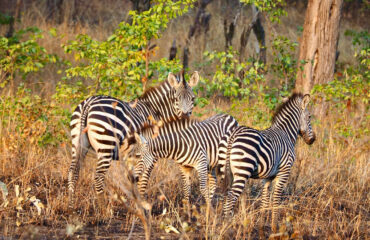 Lake Mburo National Park Safari