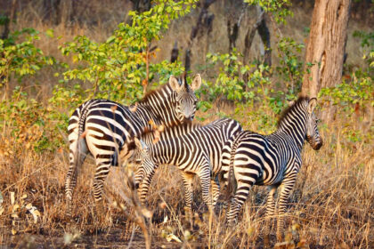 Lake Mburo National Park Safari