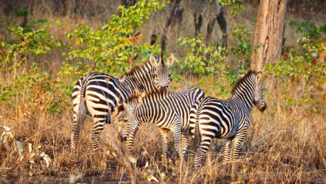 lake-mburo-zebras Lake Mburo National Park Safari