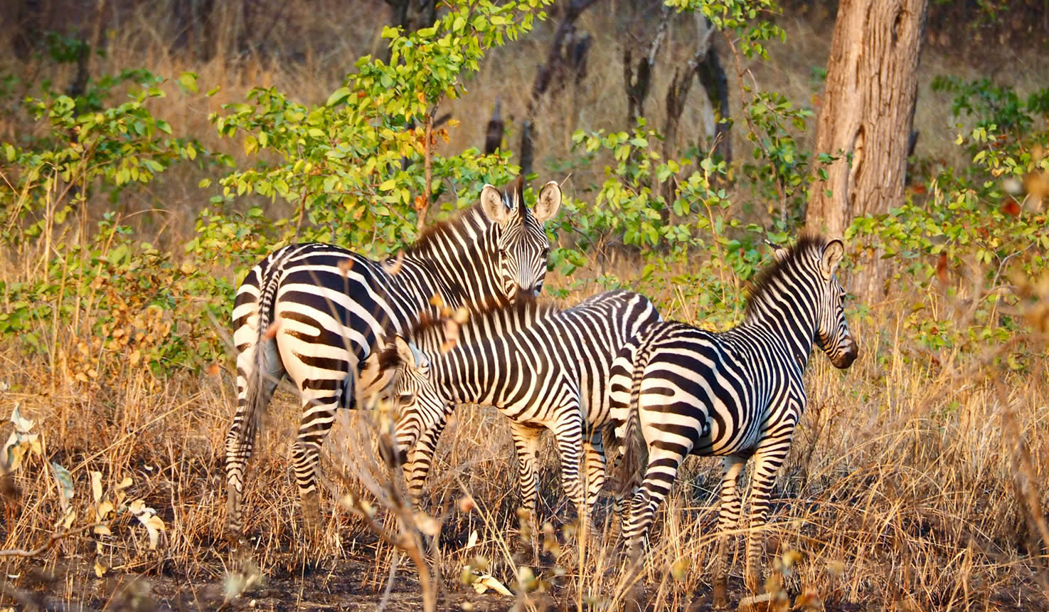 Lake Mburo National Park Safari